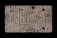 Giraffe Long Wallet