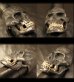 画像6: Xconz Collaboration 18k Gold Teeth Large Skull Ring 2nd generation
