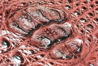 画像4: Crocodile Head & Horn Back Long Wallet(Burgandy)※新入荷！現品限り即納