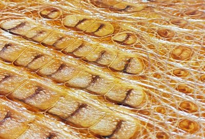 画像5: Crocodile Head & Horn Back Long Wallet  (Brown) ※新入荷！現品限り即納