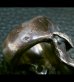 画像17: Large Skull With Jaw War Ring