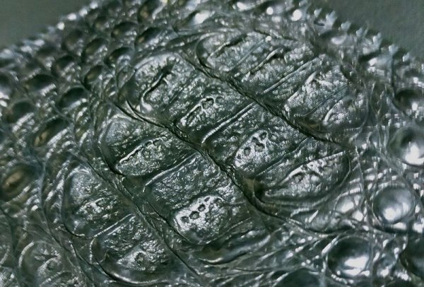 画像5: Crocodile Head & Horn Back Long Wallet(Black)※新入荷！現品限り即納 (5)