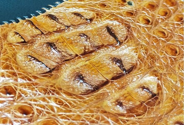 画像4: Crocodile Head & Horn Back Long Wallet  (Brown) ※新入荷！現品限り即納 (4)