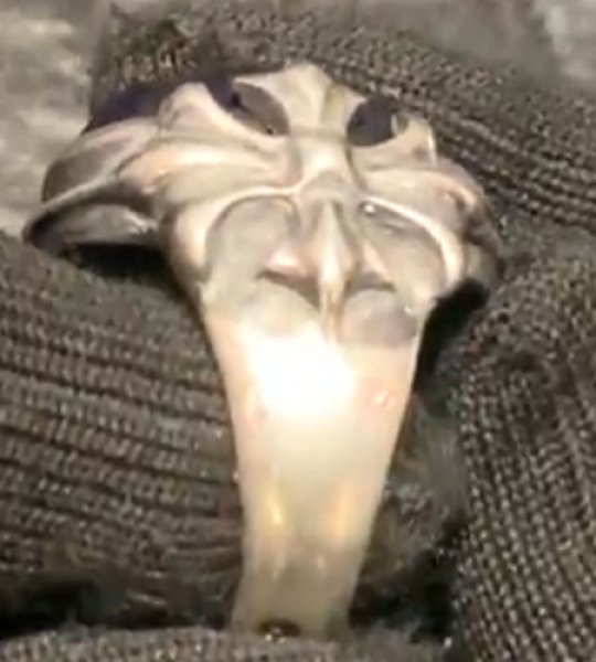 画像11: Facet Cut Blue Sapphire Zaza Ring (11)