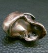 画像11: Large Skull With Jaw War Ring (11)